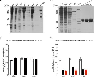 Genetic and Biochemical Analysis of the Azotobacter vinelandii Molybdenum Storage Protein